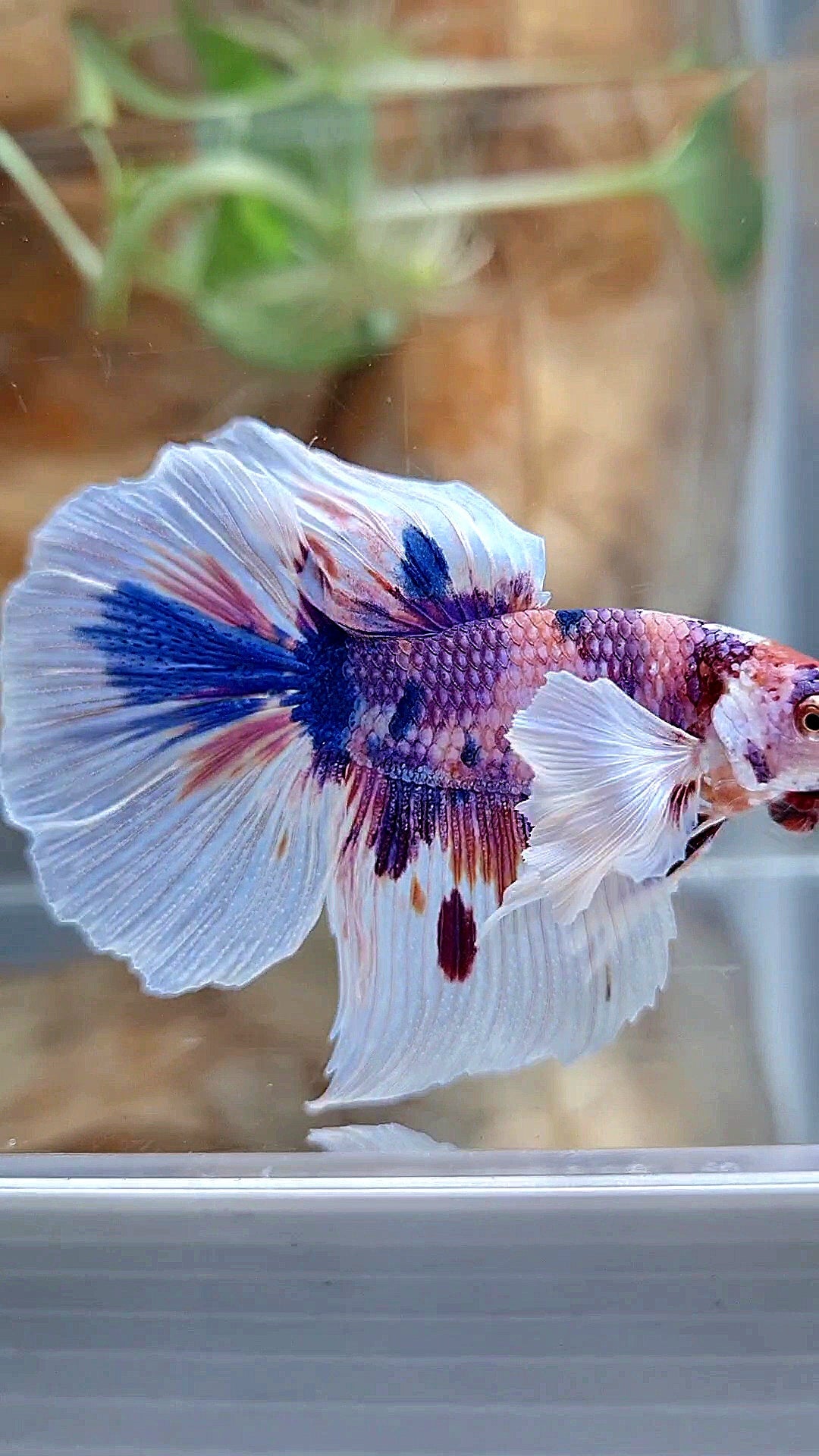 HALFMOON DUMBO EAR PURPLE CANDY MULTICOLOR BETTA FISH