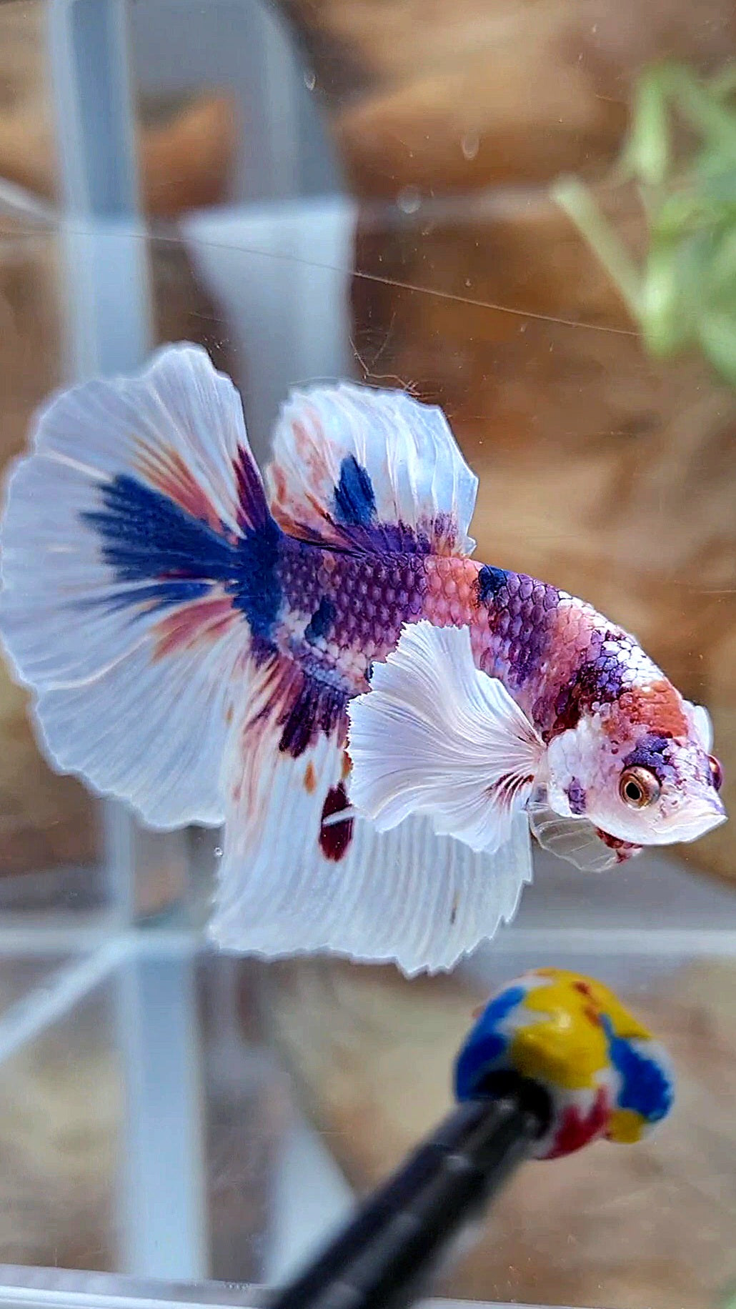 HALFMOON DUMBO EAR PURPLE CANDY MULTICOLOR BETTA FISH