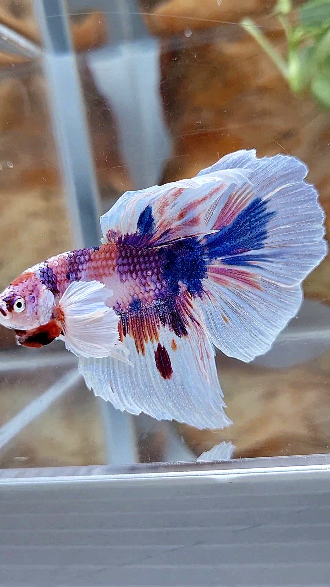 HALFMOON DUMBO EAR PURPLE CANDY MULTICOLOR BETTA FISH
