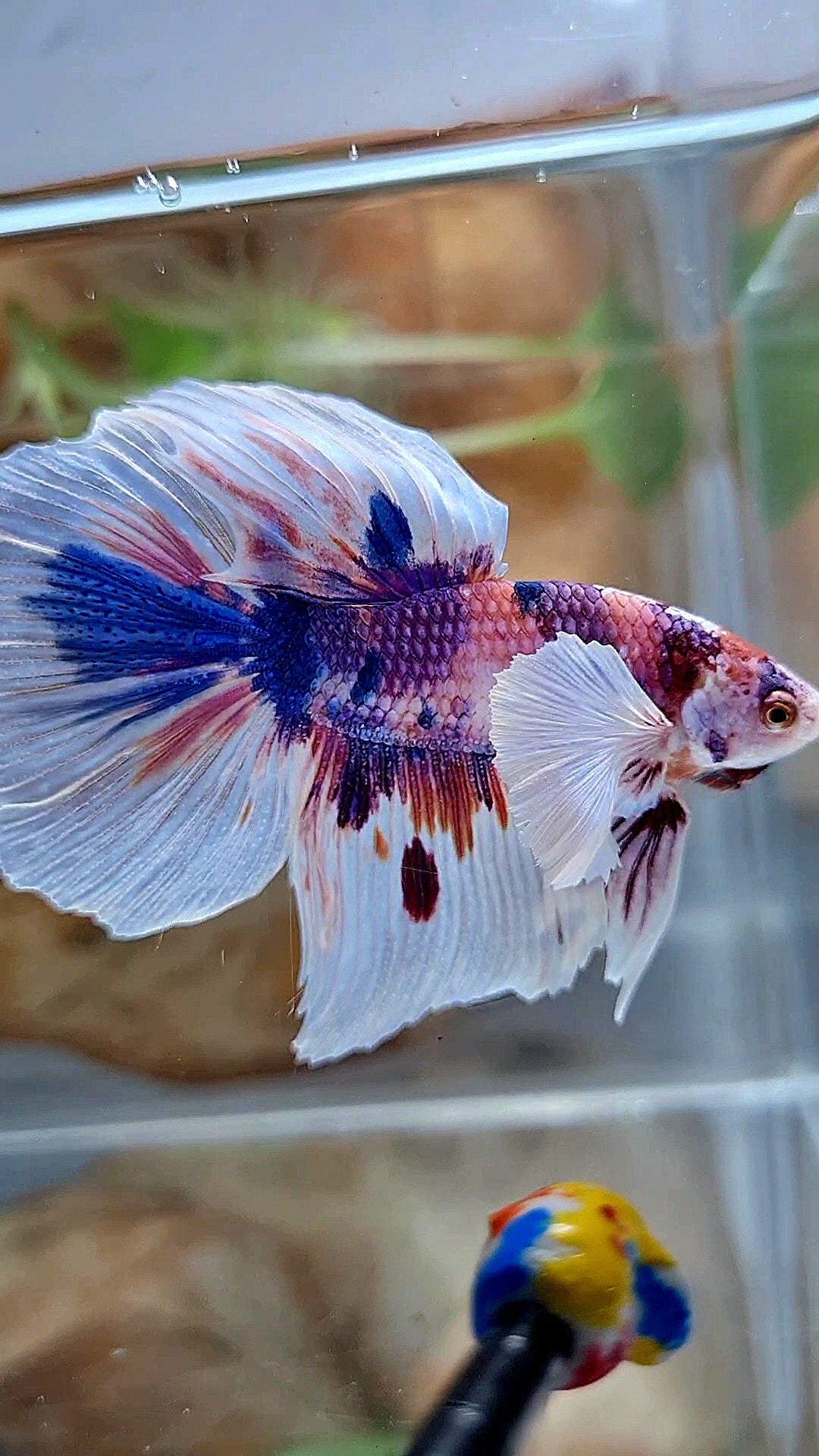 HALFMOON DUMBO EAR PURPLE CANDY MULTICOLOR BETTA FISH