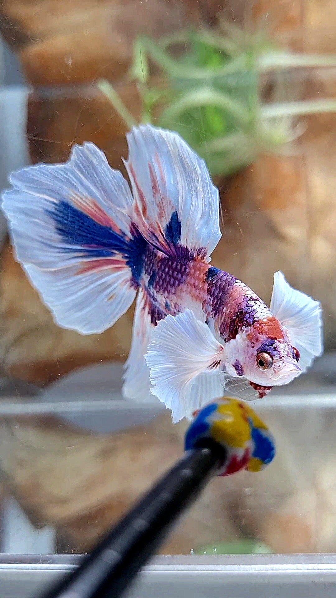 HALFMOON DUMBO EAR PURPLE CANDY MULTICOLOR BETTA FISH