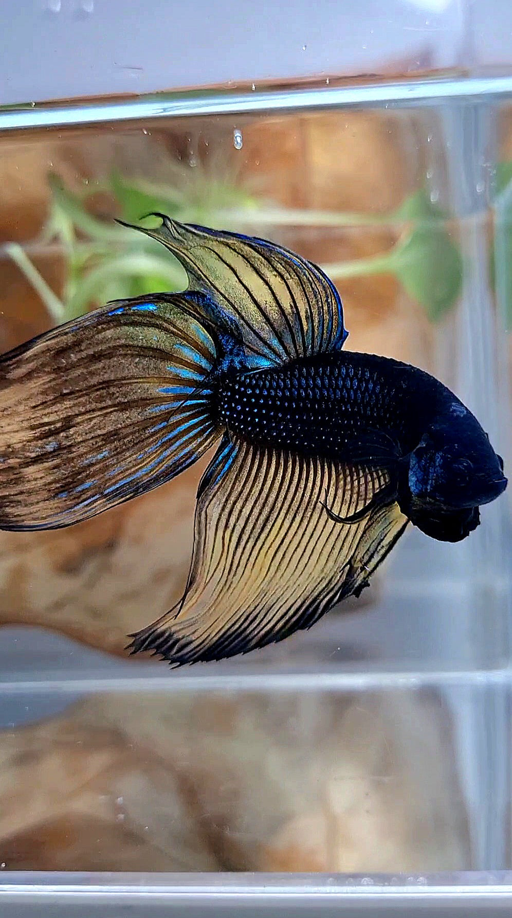 XL VEILTAIL BLACK MUSTARD GAS YELLOW BETTA FISH