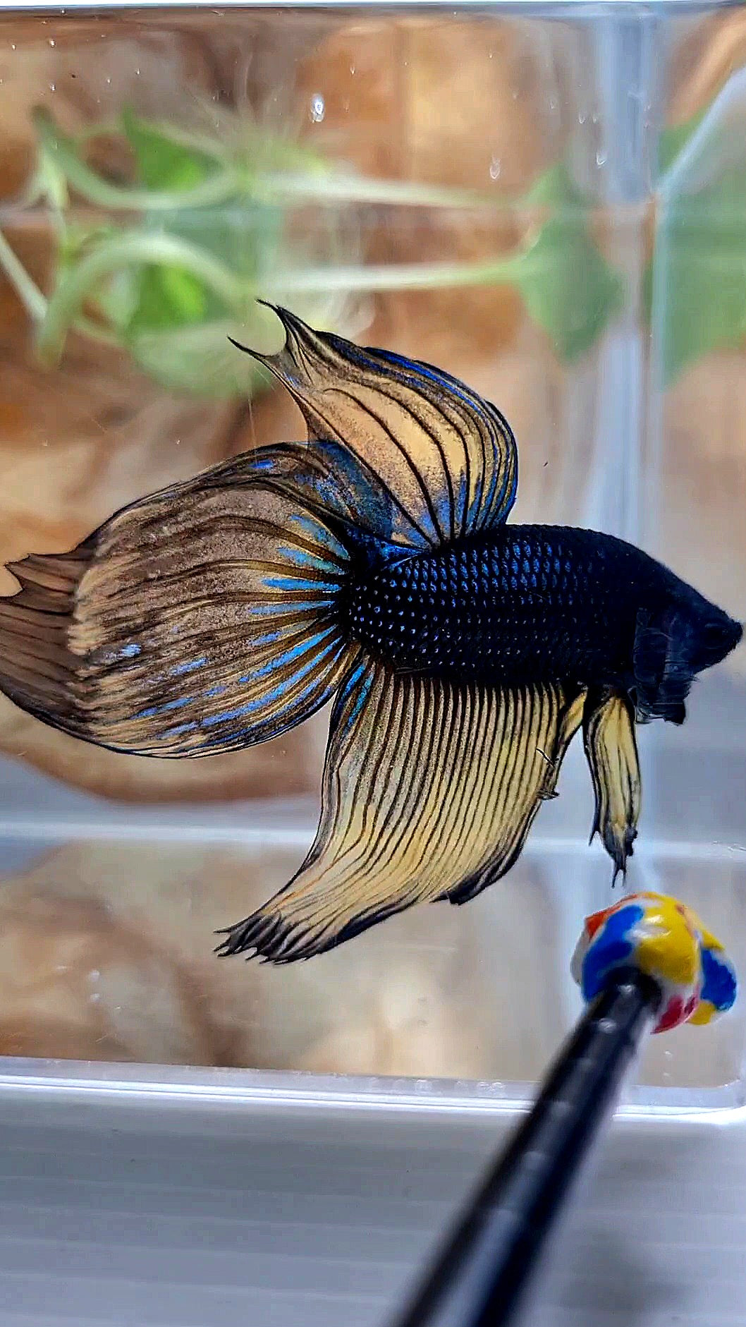 XL VEILTAIL BLACK MUSTARD GAS YELLOW BETTA FISH