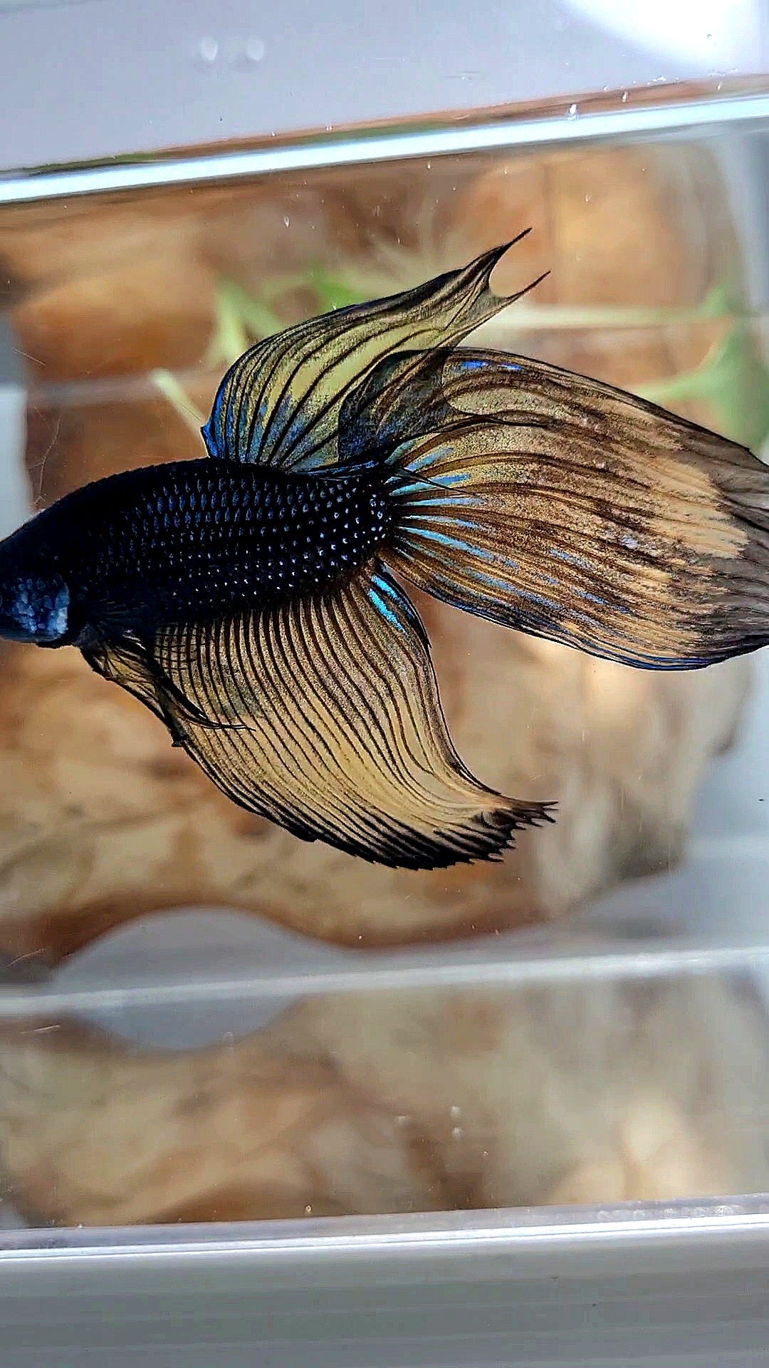 XL VEILTAIL BLACK MUSTARD GAS YELLOW BETTA FISH