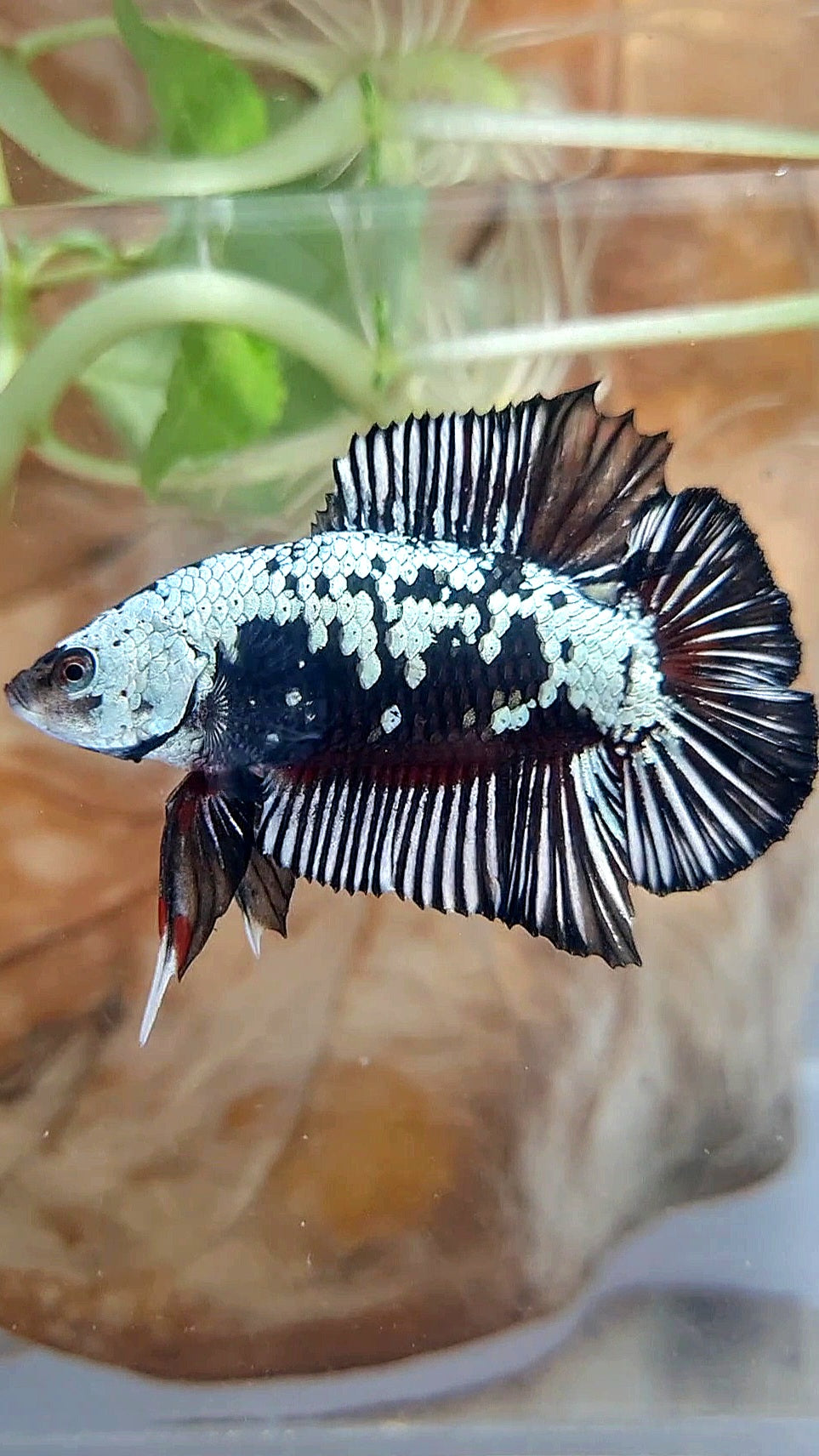 PLAKAT DOUBLE TAIL BLACK SAMURAI SNOW COPPER BETTA FISH