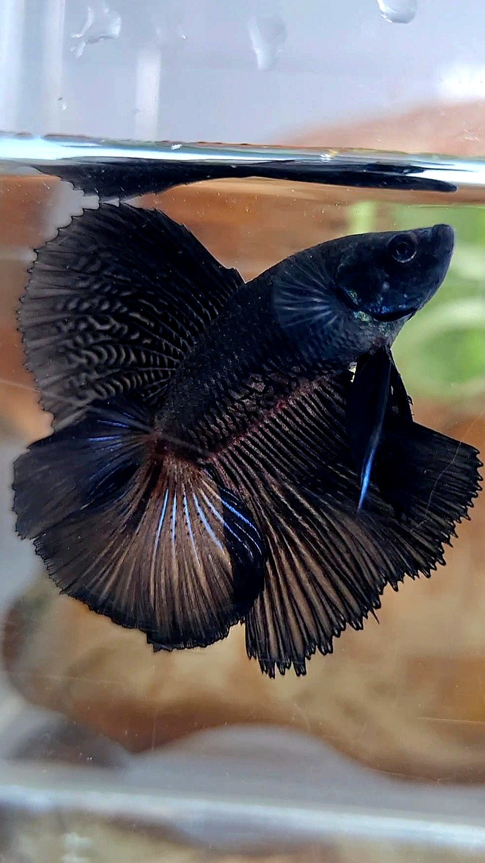HALFMOON DOUBLE TAIL SUPER BLACK BETTA FISH