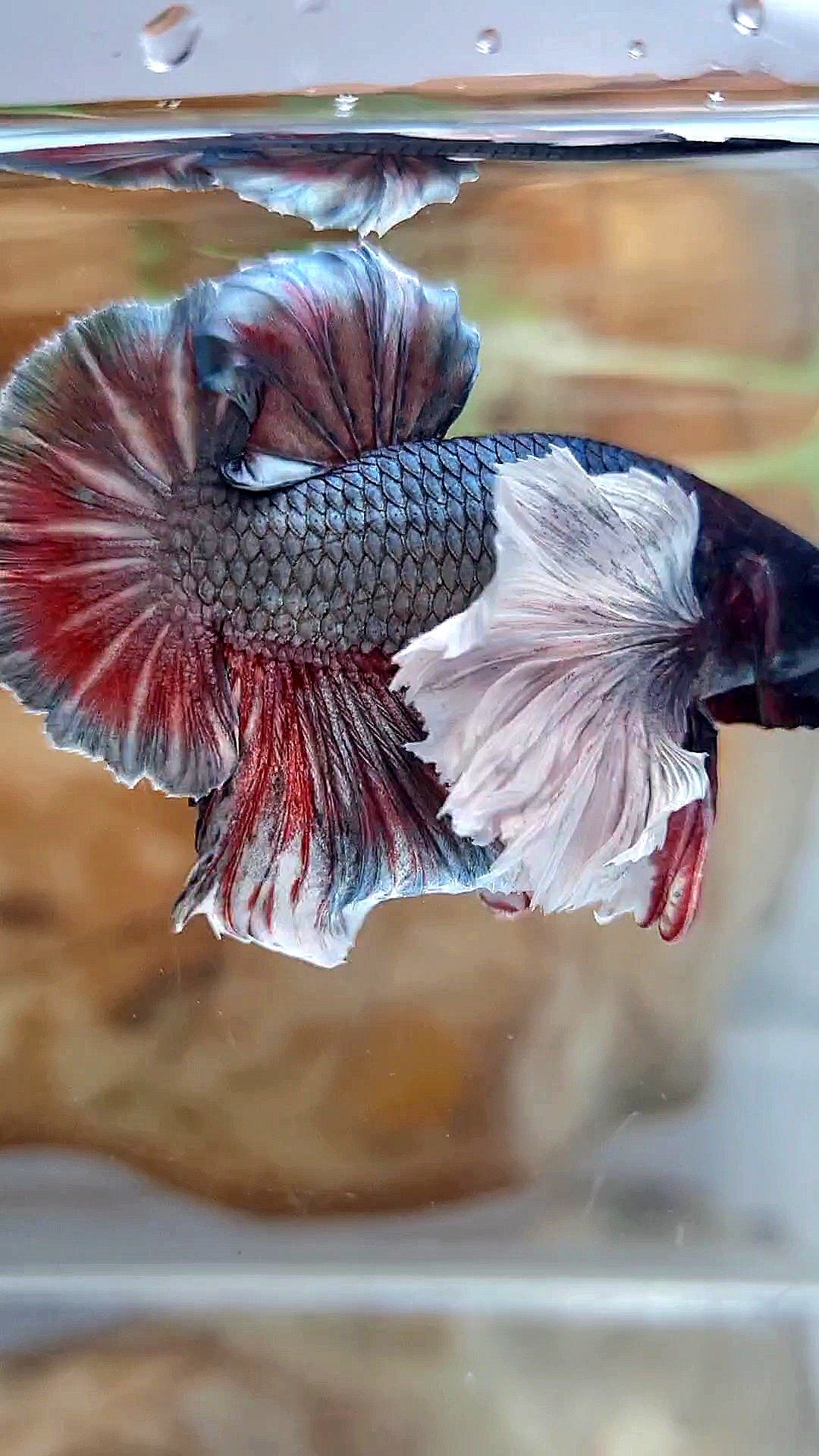 HMPK SUPER DUMBO EAR COPPER RED BETTA FISH