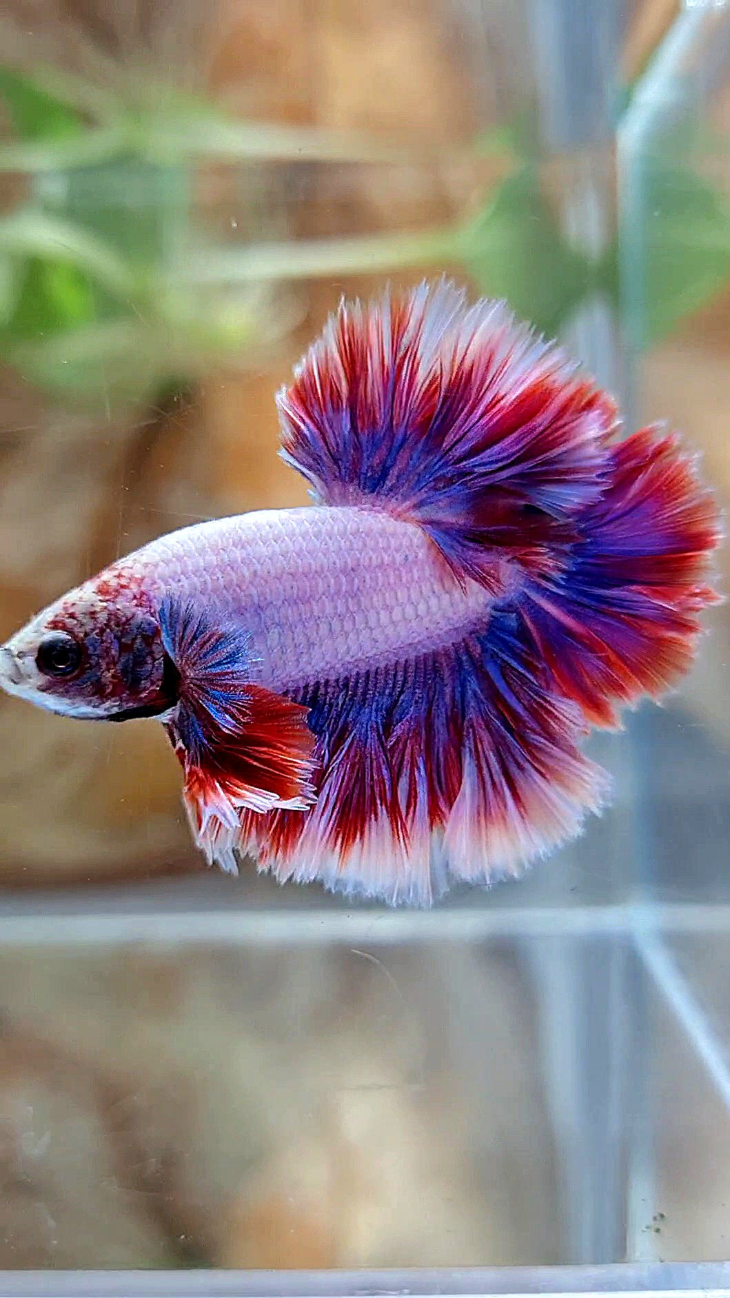 HALFMOON FEATHER TAIL PURPLE MASCOT BETTA FISH