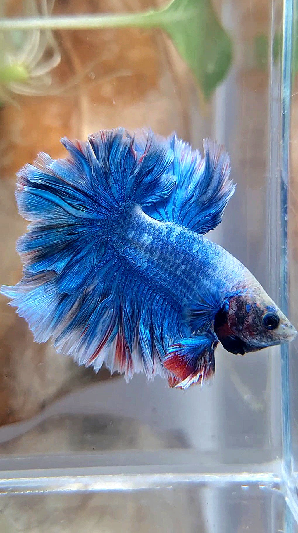 HALFMOON FEATHER TAIL BLUE BETTA FISH