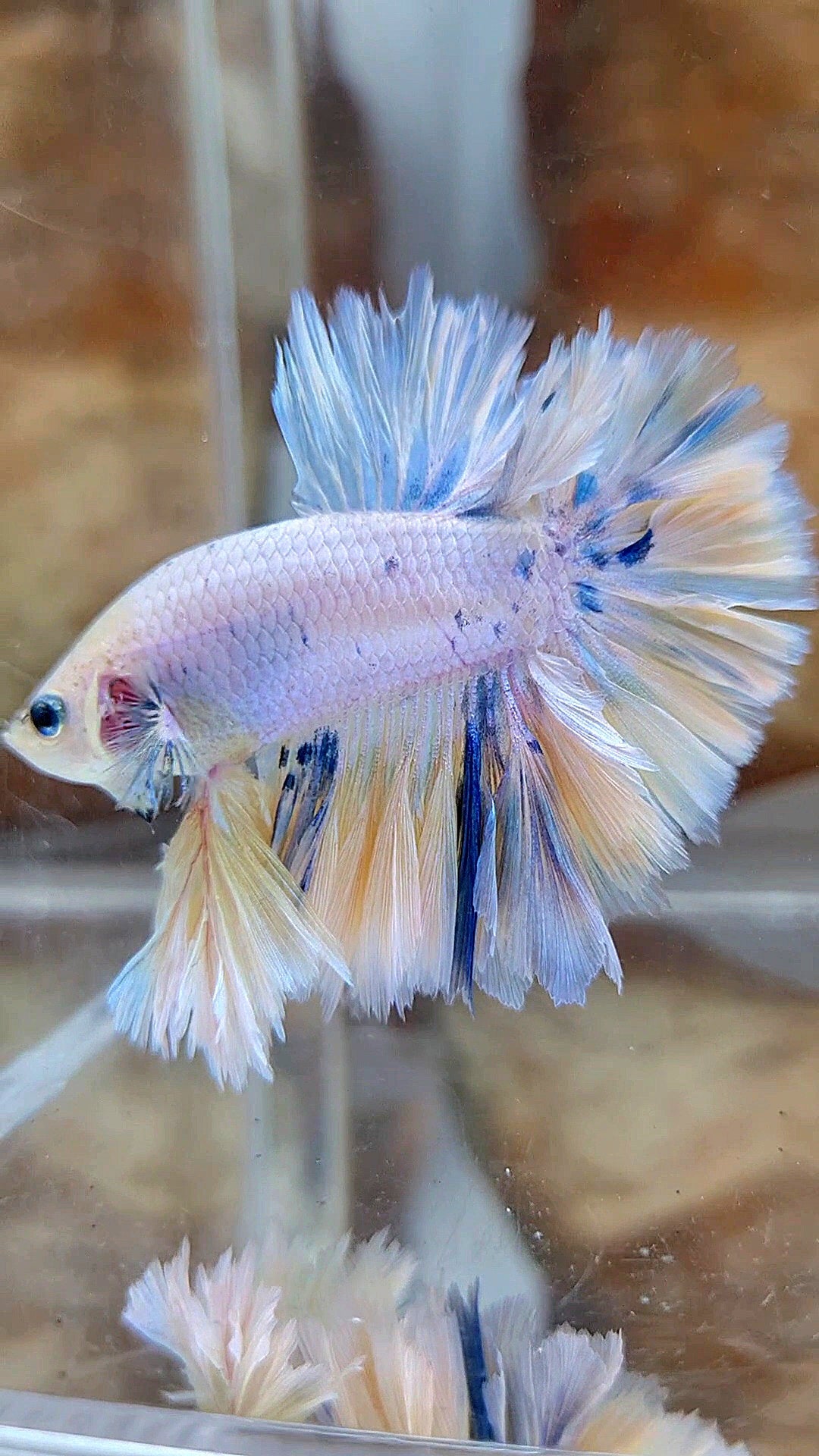 KING FEATHER TAIL HALFMOON WHITE YELLOW BLUE DOTS MARBLE PEACH BETTA FISH