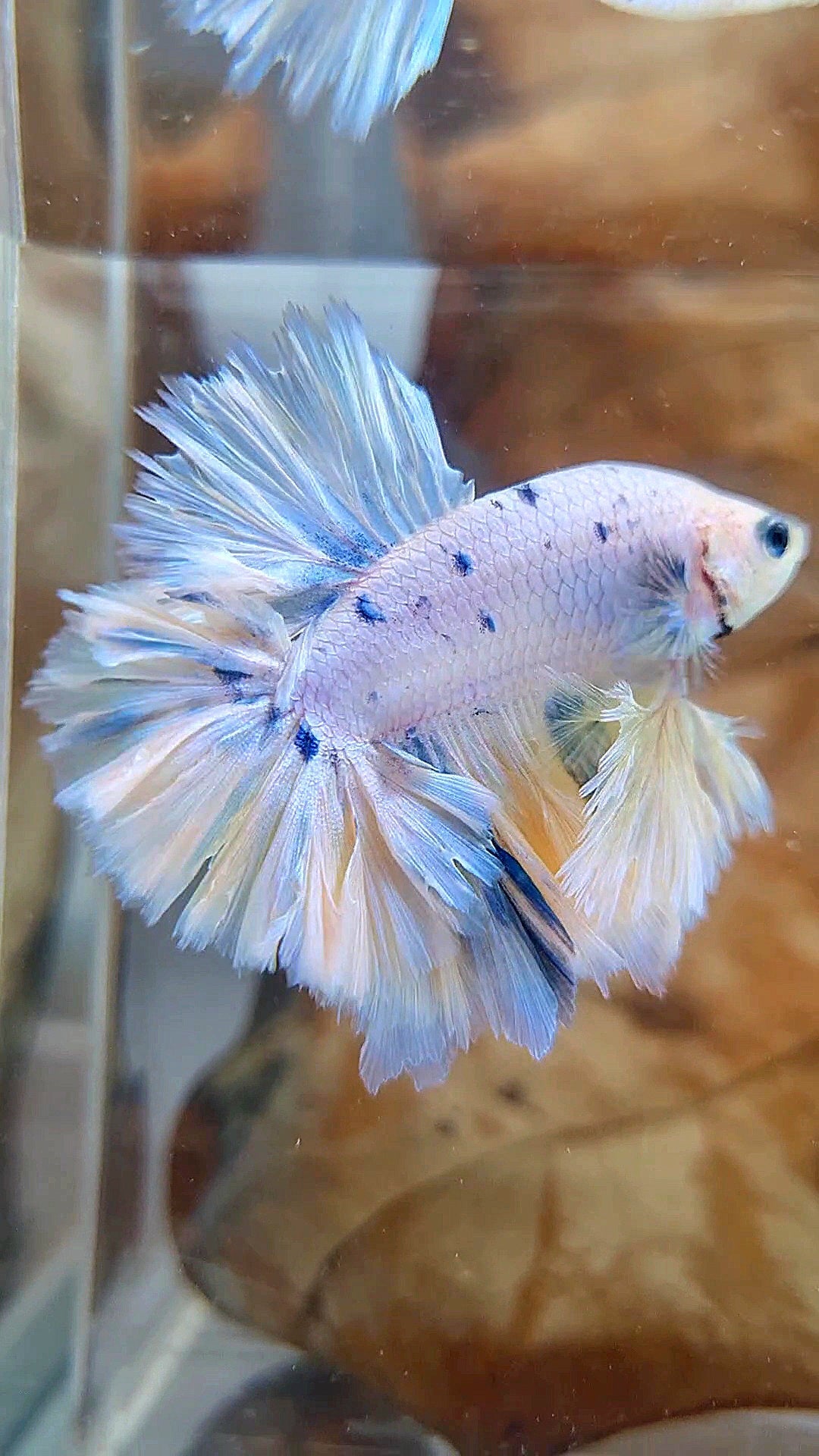 KING FEATHER TAIL HALFMOON WHITE YELLOW BLUE DOTS MARBLE PEACH BETTA FISH