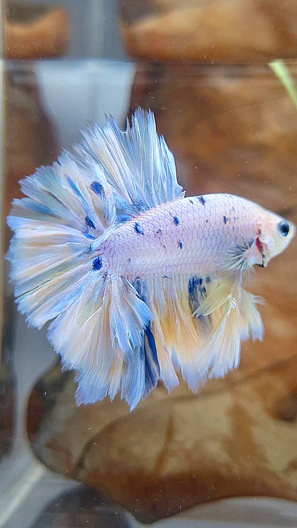 KING FEATHER TAIL HALFMOON WHITE YELLOW BLUE DOTS MARBLE PEACH BETTA FISH
