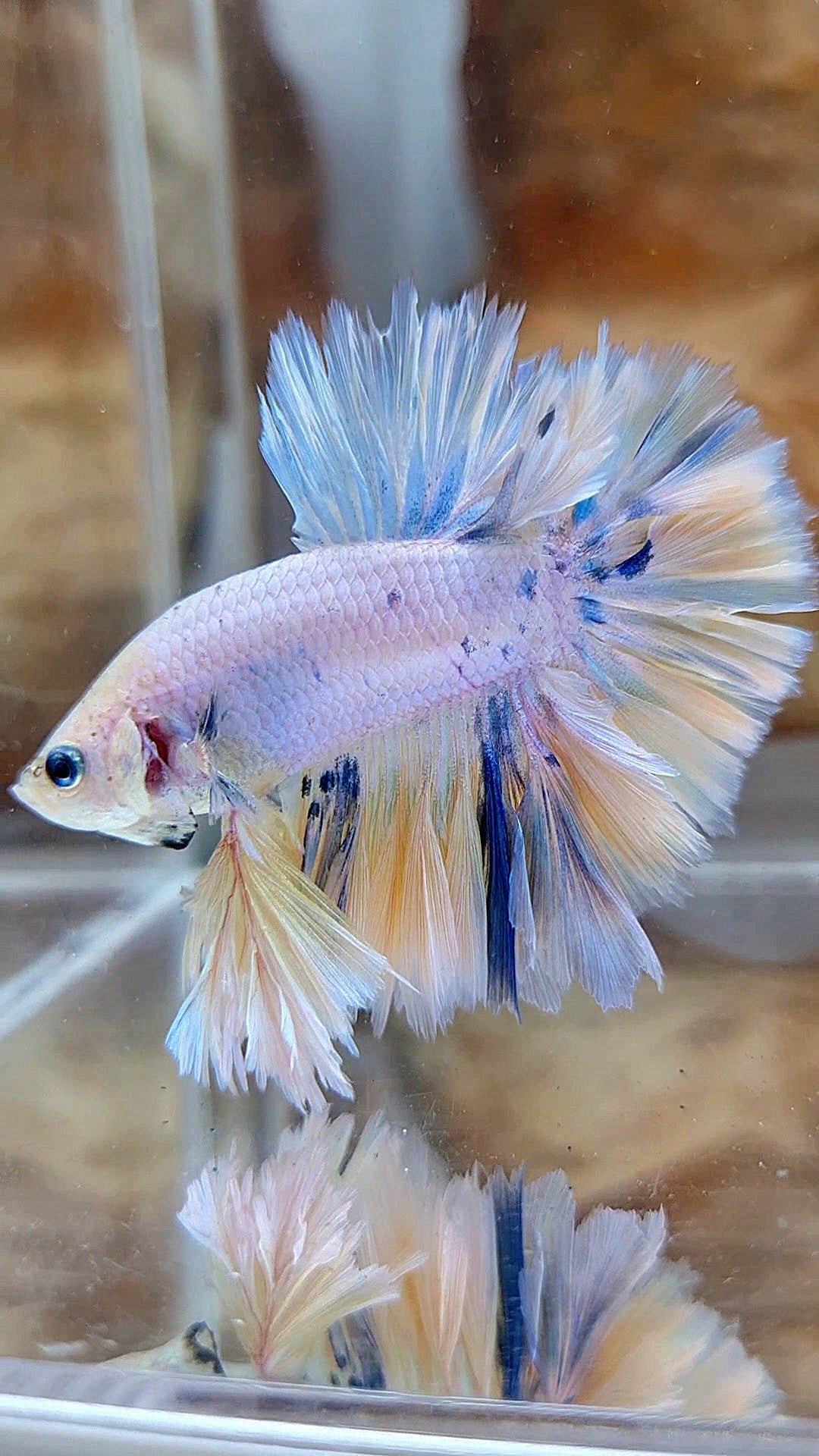 KING FEATHER TAIL HALFMOON WHITE YELLOW BLUE DOTS MARBLE PEACH BETTA FISH