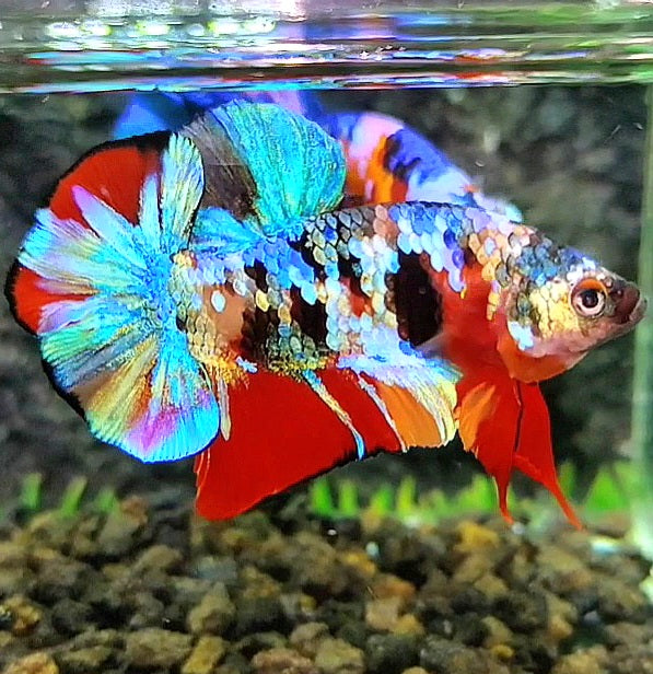 LUXURY PLAKAT RAINBOW SUPER GALAXY MULTICOLOR BETTA FISH