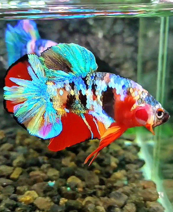 LUXURY PLAKAT RAINBOW SUPER GALAXY MULTICOLOR BETTA FISH