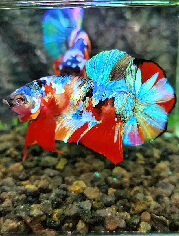LUXURY PLAKAT RAINBOW SUPER GALAXY MULTICOLOR BETTA FISH