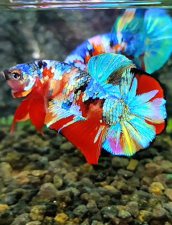 LUXURY PLAKAT RAINBOW SUPER GALAXY MULTICOLOR BETTA FISH