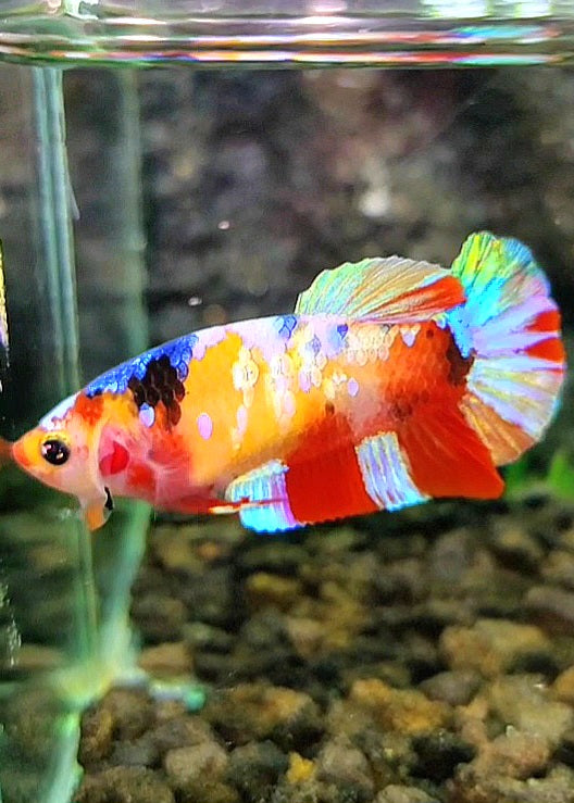 FEMALE PLAKAT GALAXY MULTICOLOR BETTA FISH