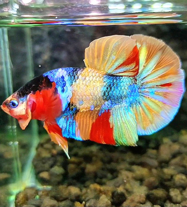 PLAKAT GALAXY GOLD RAINBOW MULTICOLOR BETTA FISH