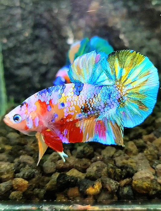 PLAKAT GALAXY RAINBOW MULTICOLOR BETTA FISH