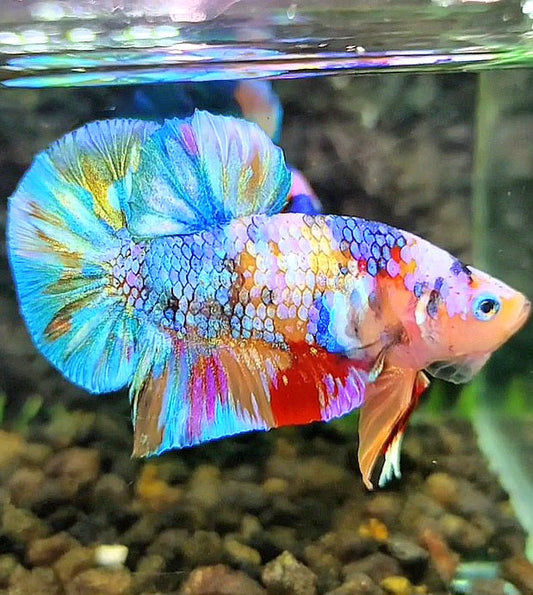PLAKAT GALAXY RAINBOW MULTICOLOR BETTA FISH