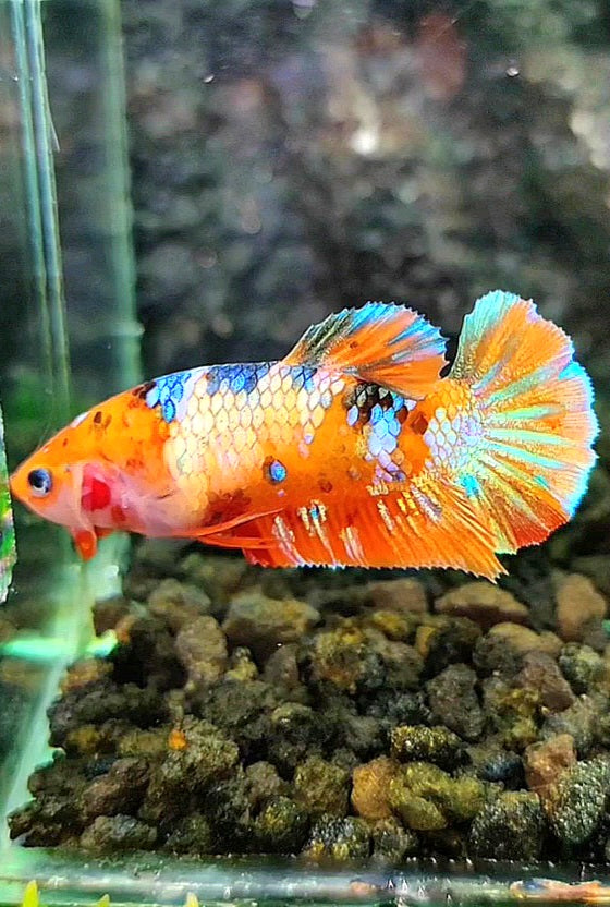 FEMALE PLAKAT ORANGE GALAXY MULTICOLOR BETTA FISH