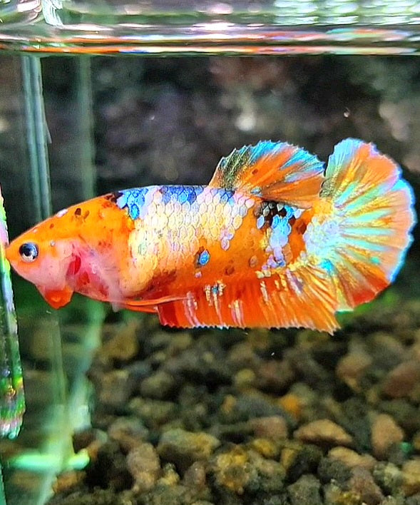 FEMALE PLAKAT ORANGE GALAXY MULTICOLOR BETTA FISH