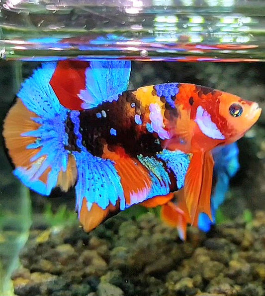 PLAKAT GALAXY BLACK MULTICOLOR BETTA FISH