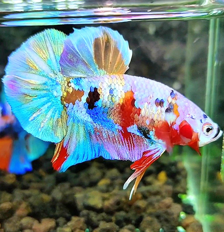 PLAKAT GALAXY RAINBOW MULTICOLOR BETTA FISH