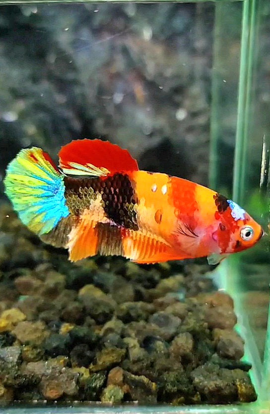 FEMALE PLAKAT ORANGE GALAXY COPPER MULTICOLOR BETTA FISH