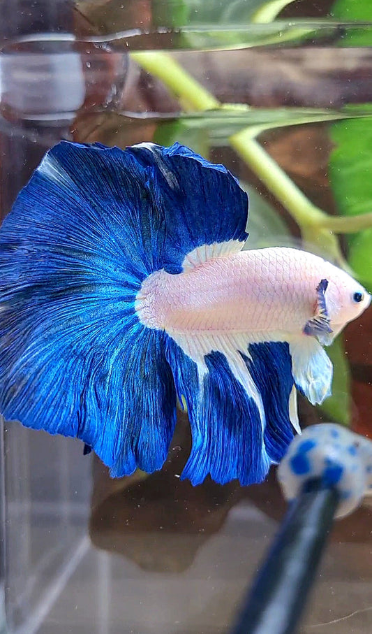 LUXURY HALFMOON ROSETAIL BLUE RIM BICOLOR PATTERN BETTA FISH