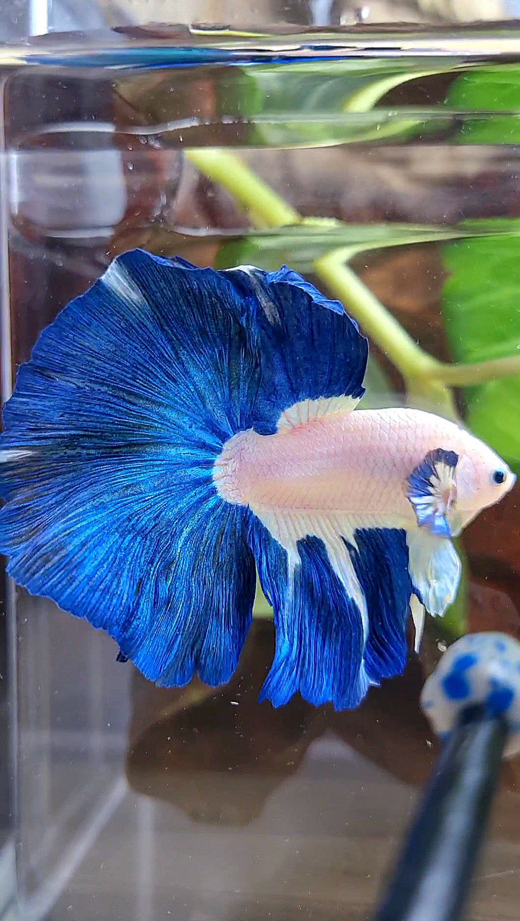 LUXURY HALFMOON ROSETAIL BLUE RIM BICOLOR PATTERN BETTA FISH