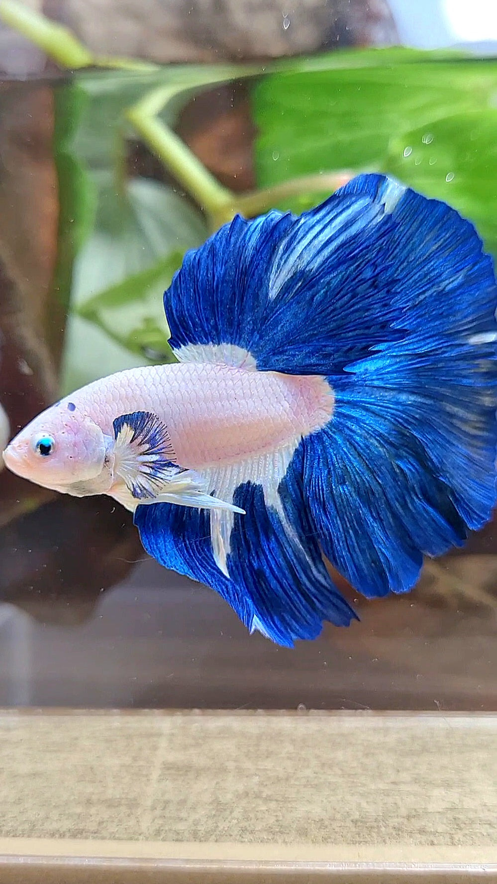 LUXURY HALFMOON ROSETAIL BLUE RIM BICOLOR PATTERN BETTA FISH