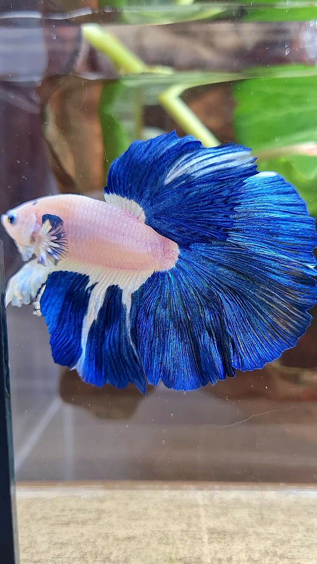 LUXURY HALFMOON ROSETAIL BLUE RIM BICOLOR PATTERN BETTA FISH