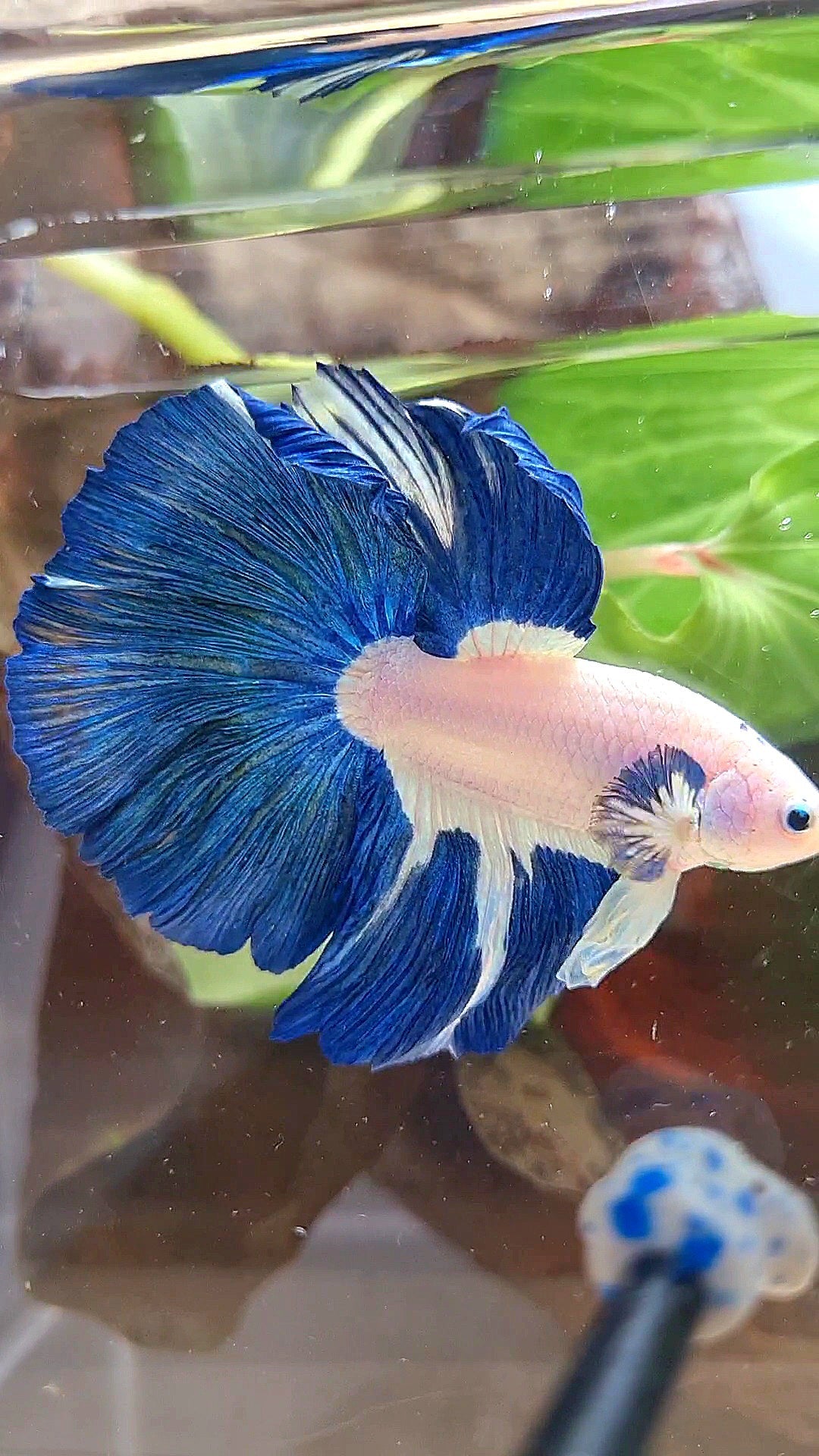 LUXURY HALFMOON ROSETAIL BLUE RIM BICOLOR PATTERN BETTA FISH