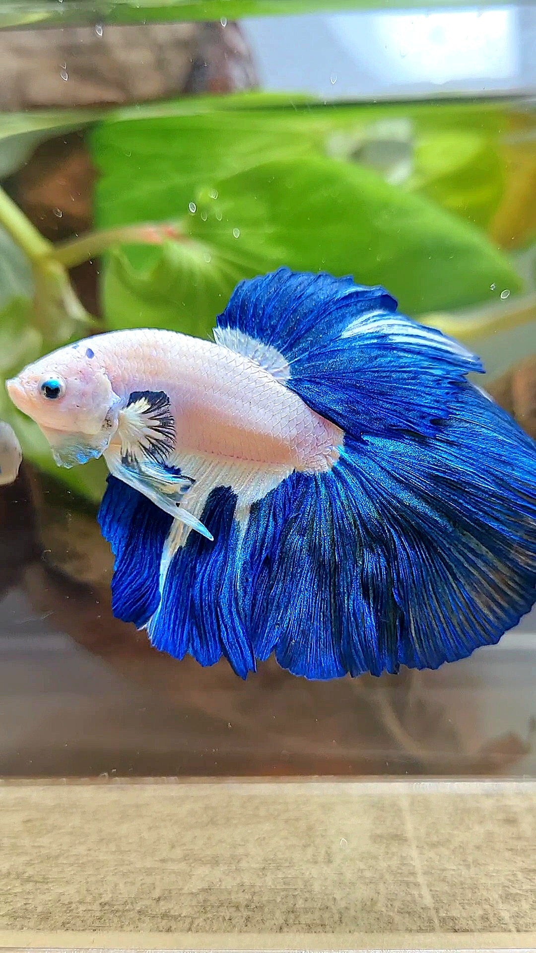 LUXURY HALFMOON ROSETAIL BLUE RIM BICOLOR PATTERN BETTA FISH