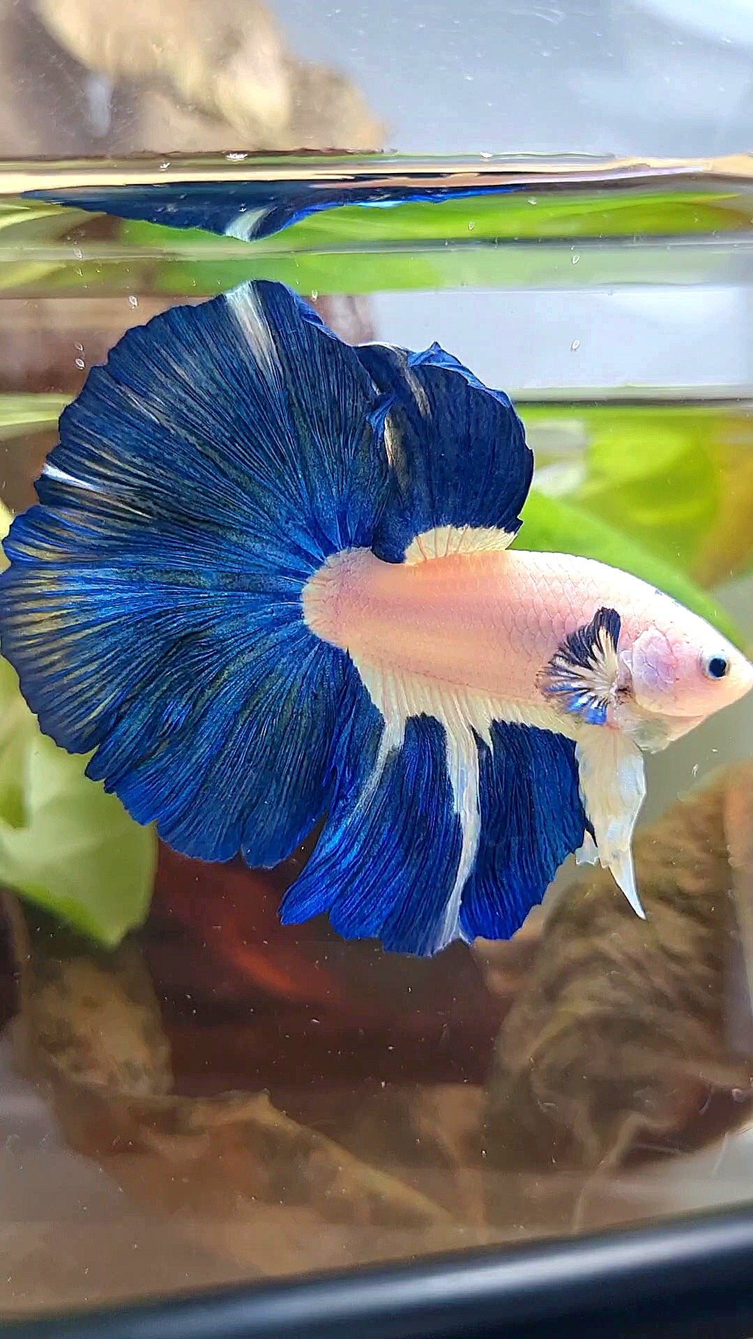 LUXURY HALFMOON ROSETAIL BLUE RIM BICOLOR PATTERN BETTA FISH