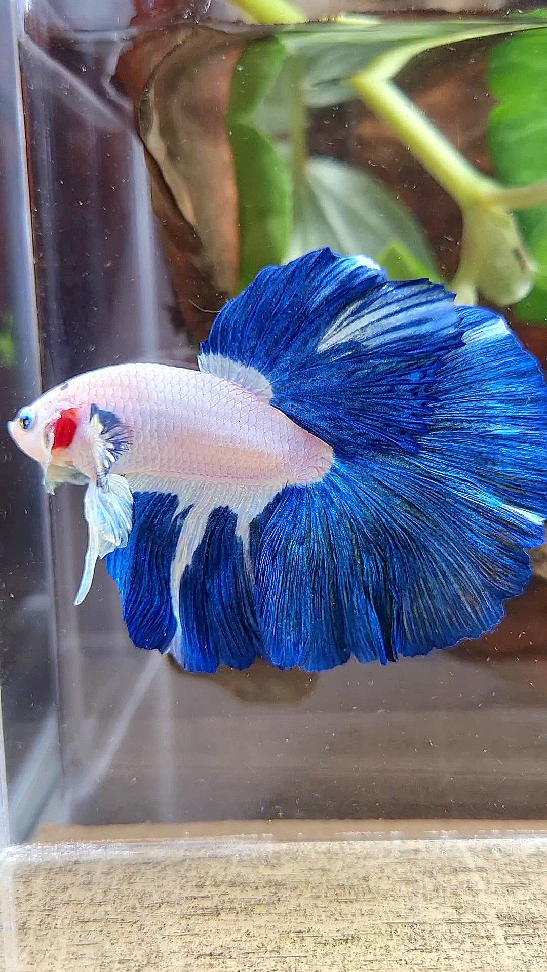 LUXURY HALFMOON ROSETAIL BLUE RIM BICOLOR PATTERN BETTA FISH