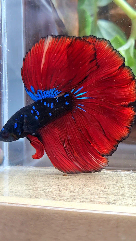 LUXURY HALFMOON ROSETAIL BLACK GALAXY AVATAR BLUE VAMPIRE BETTA FISH