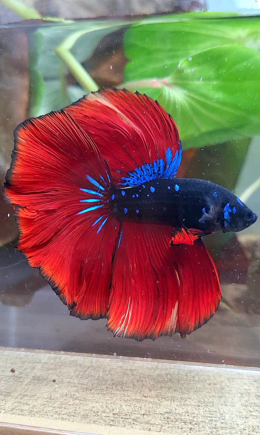 LUXURY HALFMOON ROSETAIL BLACK GALAXY AVATAR BLUE VAMPIRE BETTA FISH
