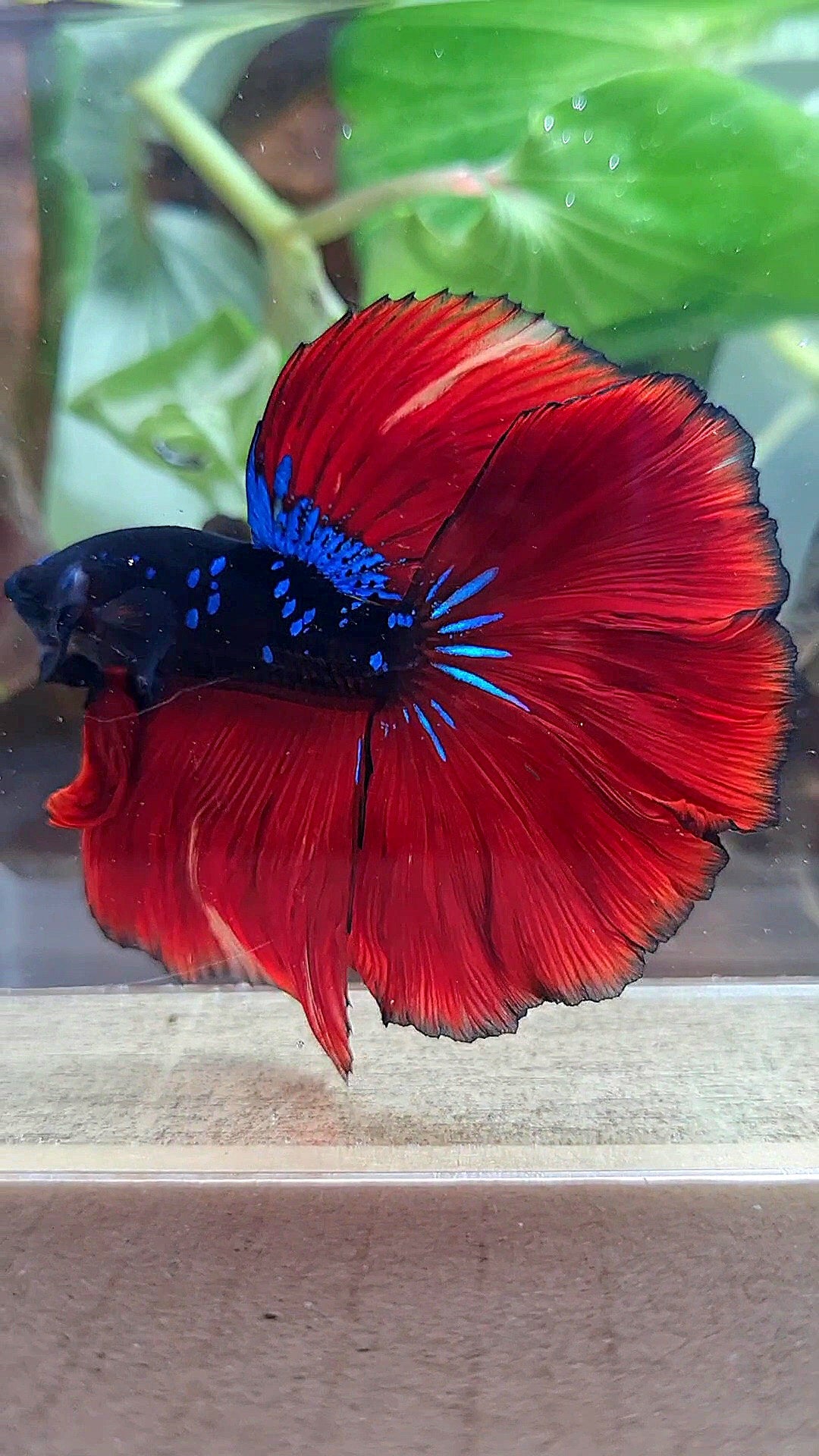 LUXURY HALFMOON ROSETAIL BLACK GALAXY AVATAR BLUE VAMPIRE BETTA FISH