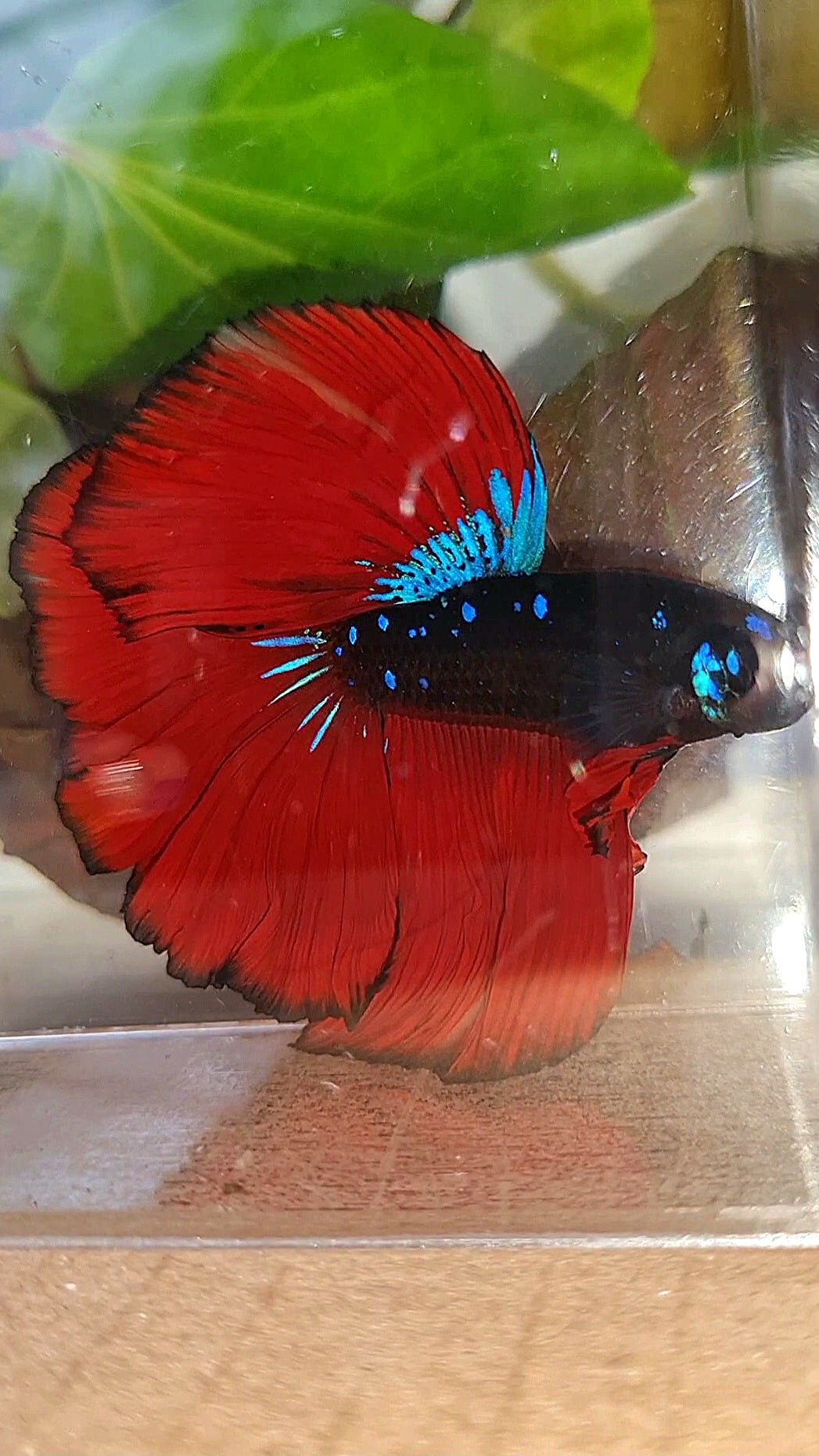 LUXURY HALFMOON ROSETAIL BLACK GALAXY AVATAR BLUE VAMPIRE BETTA FISH