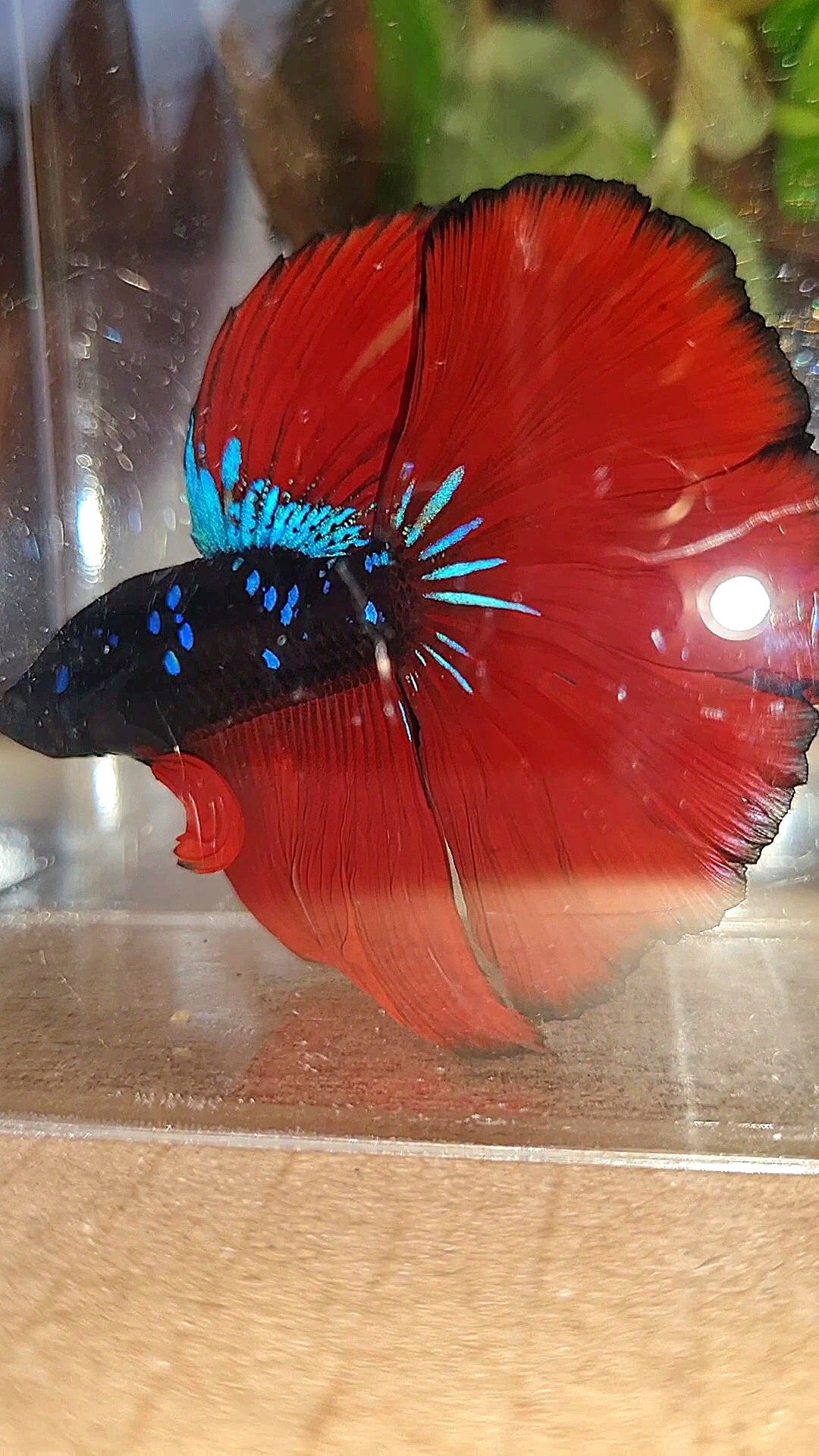 LUXURY HALFMOON ROSETAIL BLACK GALAXY AVATAR BLUE VAMPIRE BETTA FISH