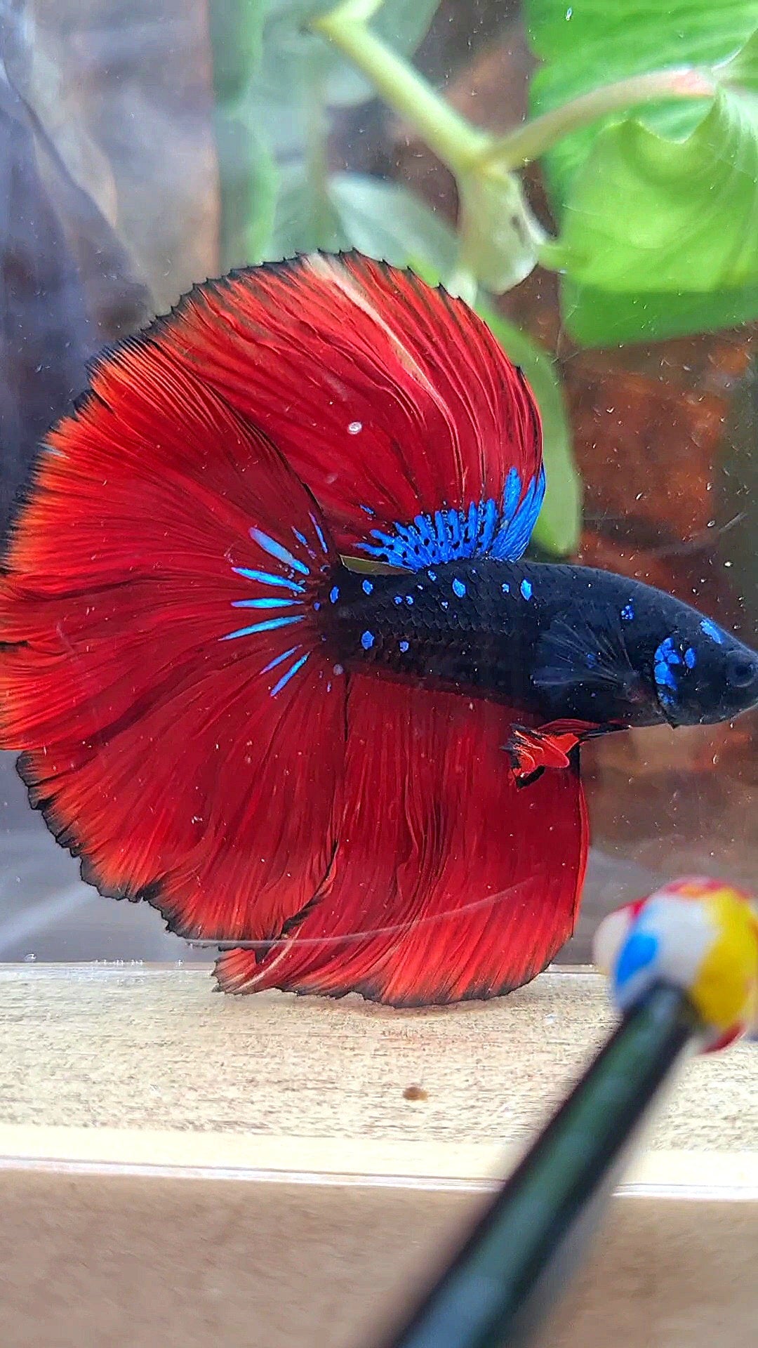 LUXURY HALFMOON ROSETAIL BLACK GALAXY AVATAR BLUE VAMPIRE BETTA FISH