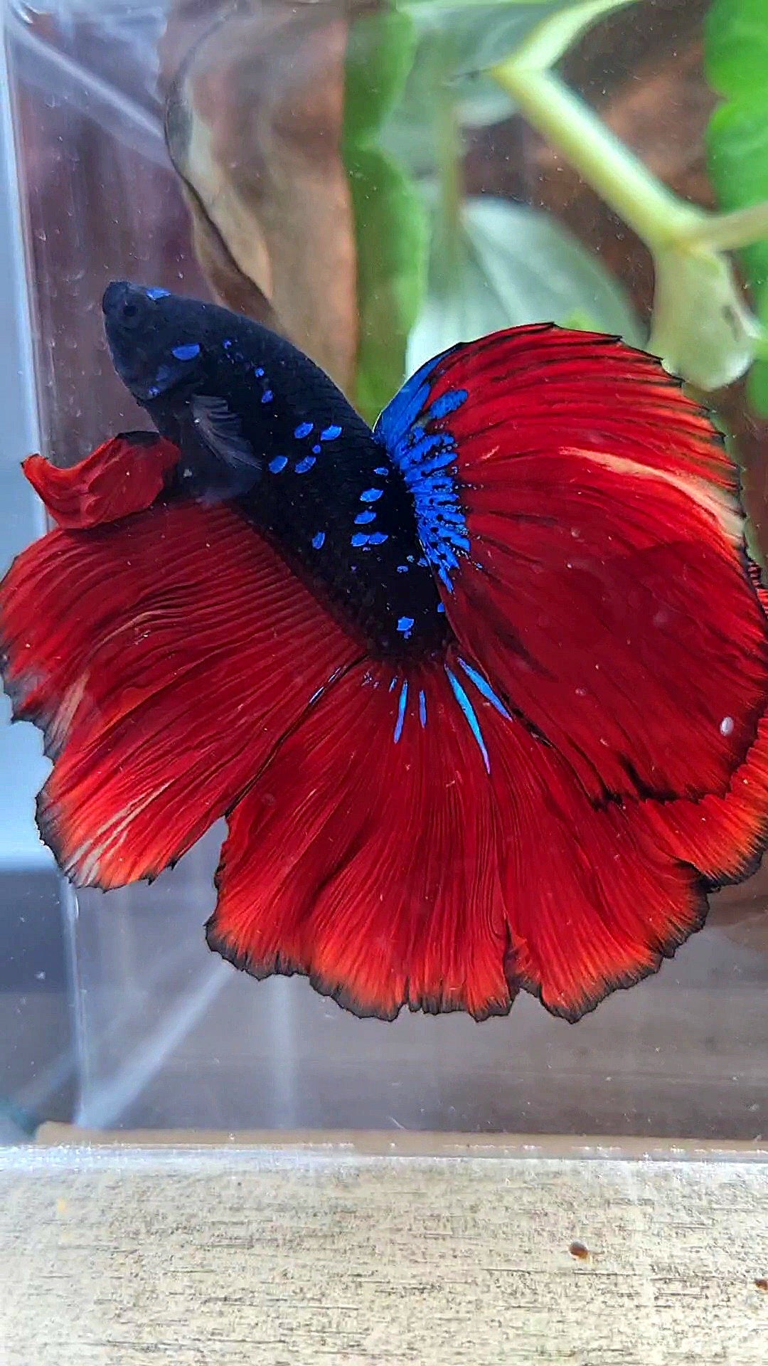 LUXURY HALFMOON ROSETAIL BLACK GALAXY AVATAR BLUE VAMPIRE BETTA FISH