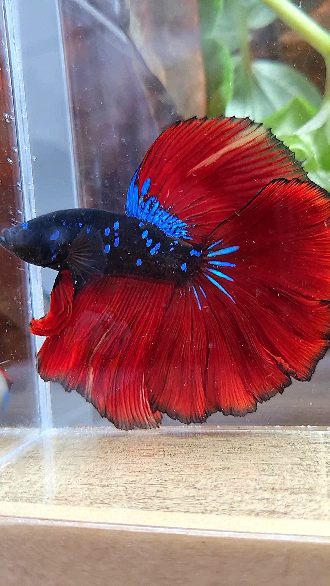 LUXURY HALFMOON ROSETAIL BLACK GALAXY AVATAR BLUE VAMPIRE BETTA FISH