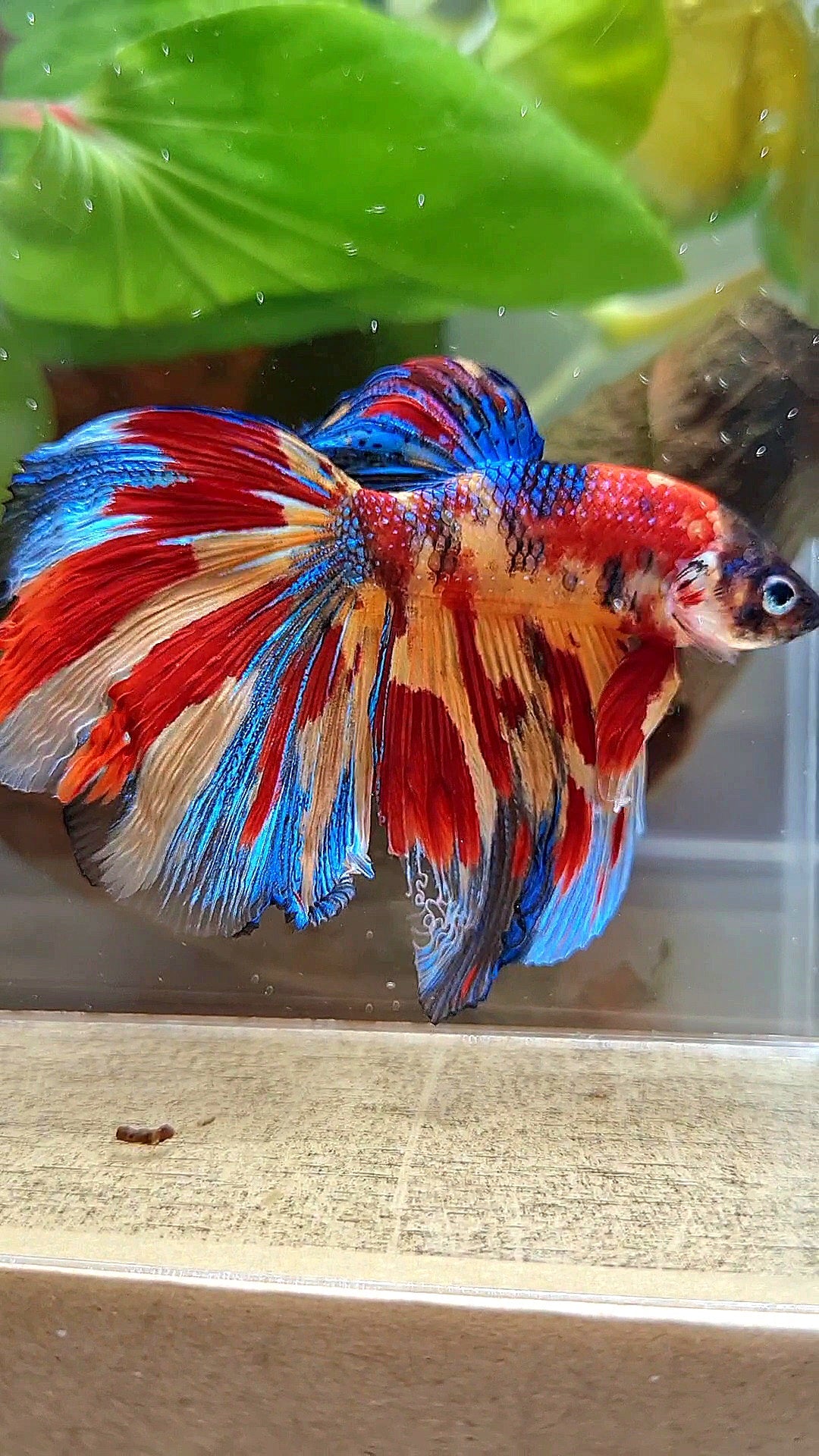 HALFMOON METTALIC SUPER MULTICOLOR TIGER BETTA FISH