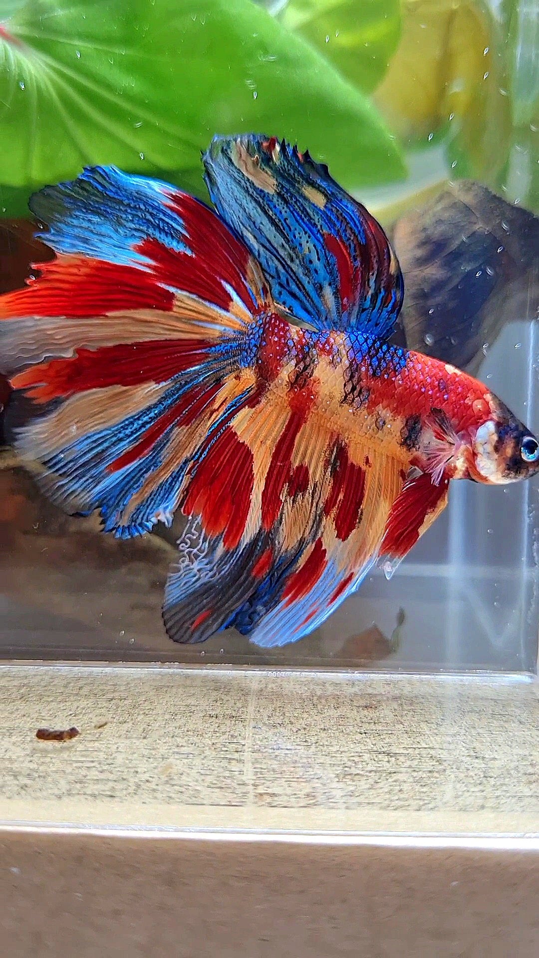 HALFMOON METTALIC SUPER MULTICOLOR TIGER BETTA FISH