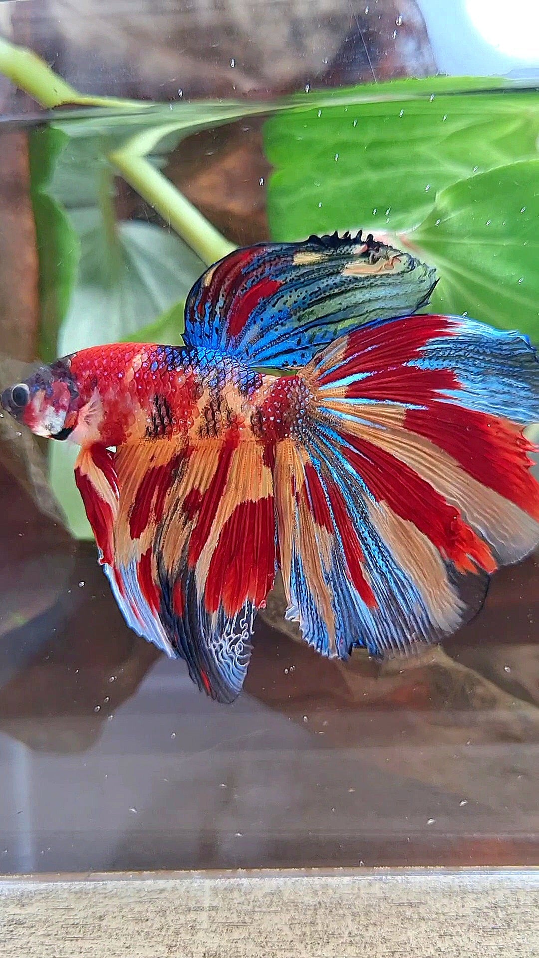 HALFMOON METTALIC SUPER MULTICOLOR TIGER BETTA FISH