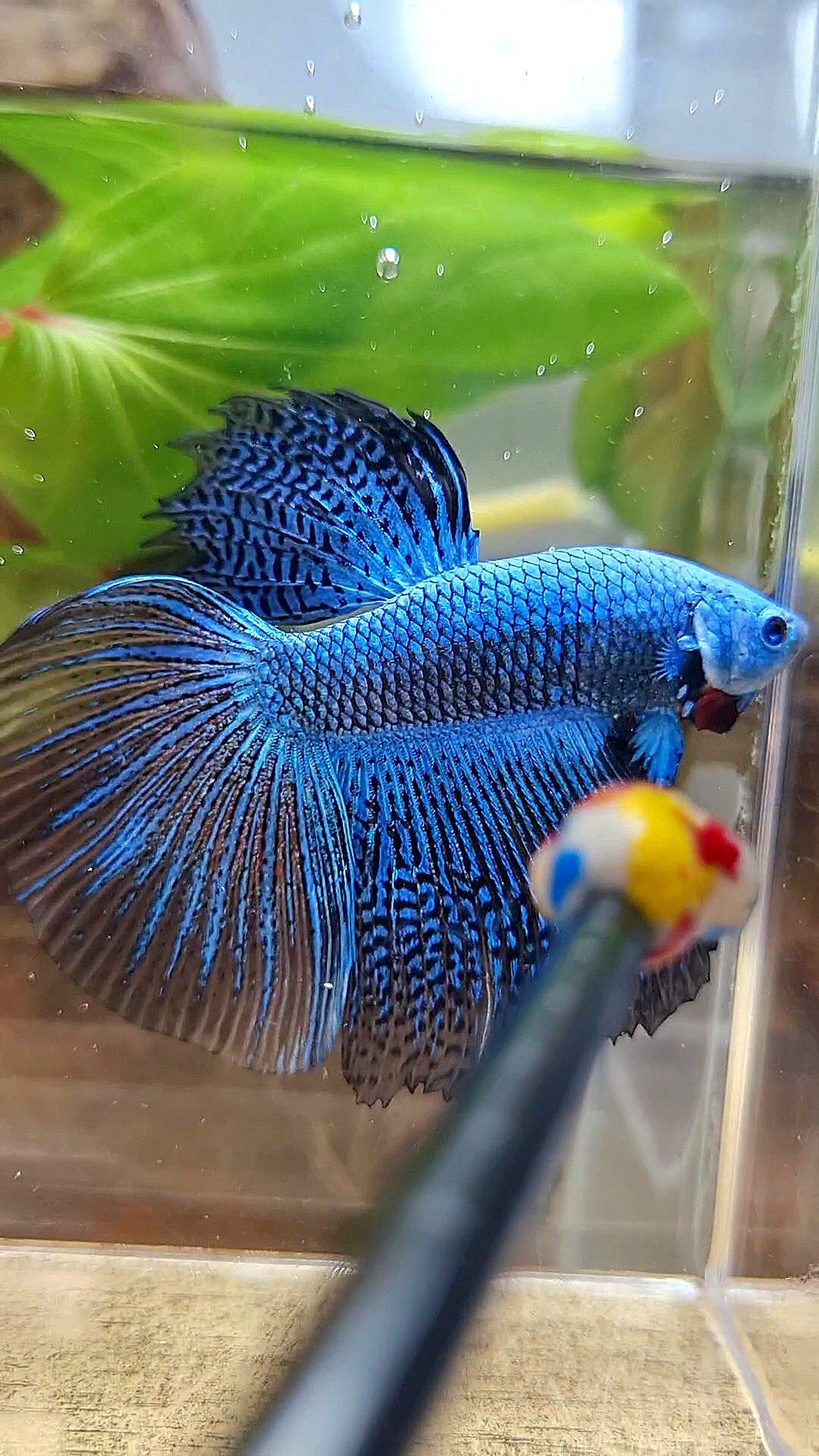 LUXURY HALFMOON ALIEN BLUE HYBRID WILD BETTA FISH